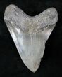 Serrated Megalodon Tooth - Medway Sound #12829-2